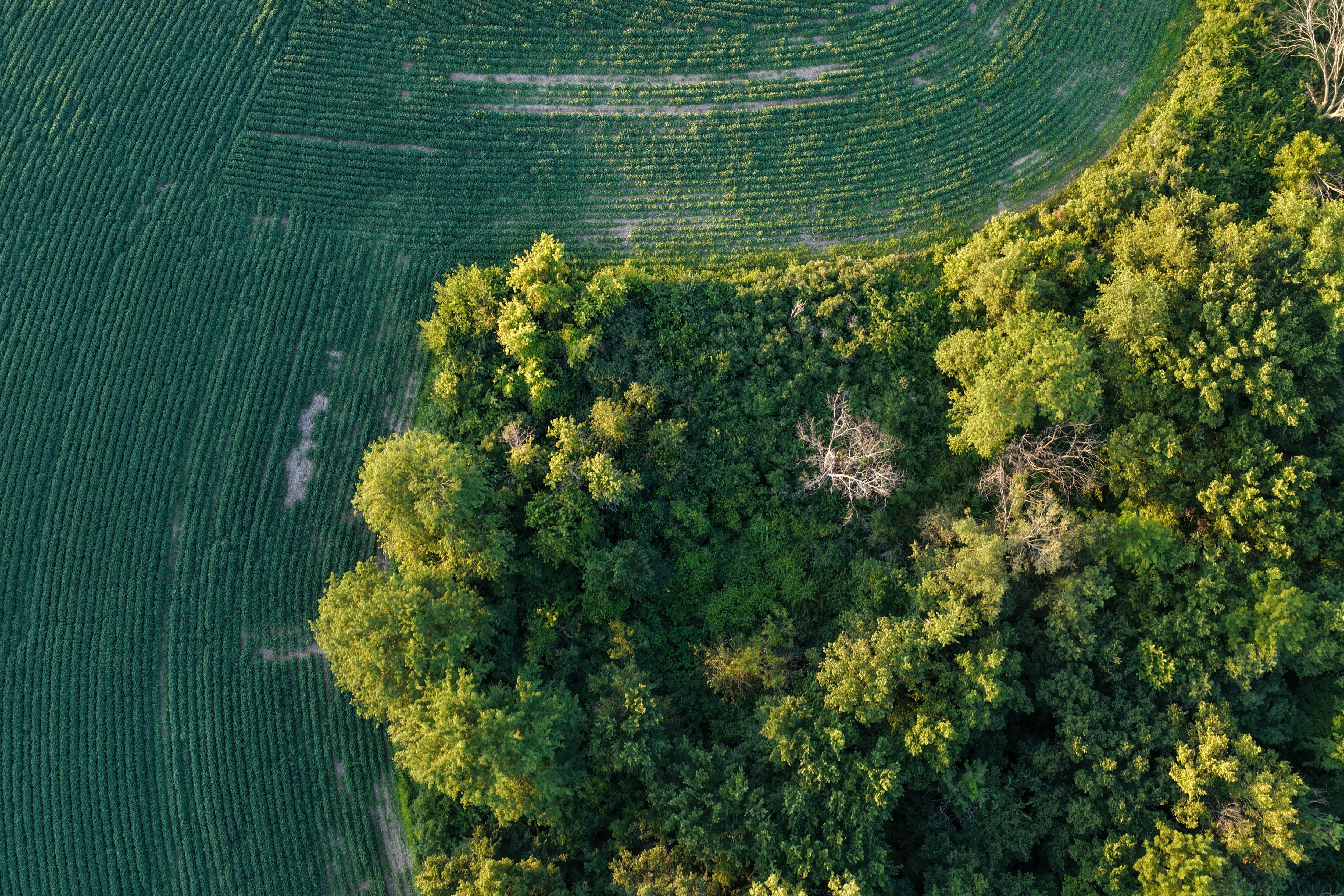 Listing Photo: Whitetail Hunting Farm Mahaska County Iowa-89